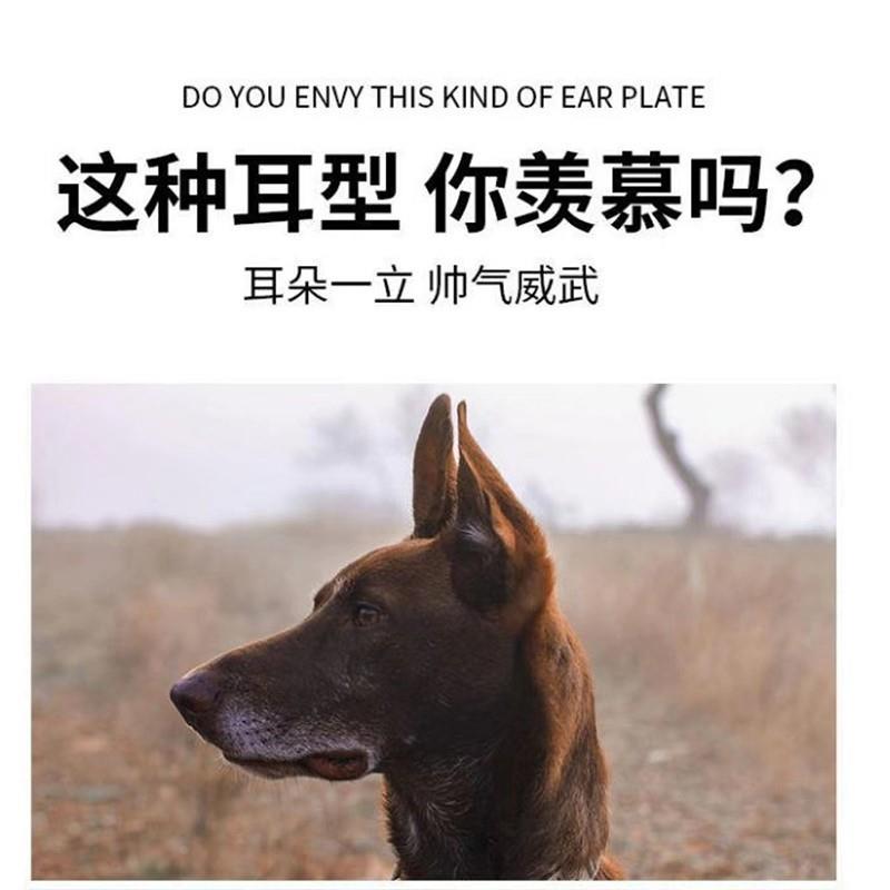 。黑狼犬专用立耳器狗狗立耳朵神器幼犬立耳辅助器立耳贴小狗竖耳-图1