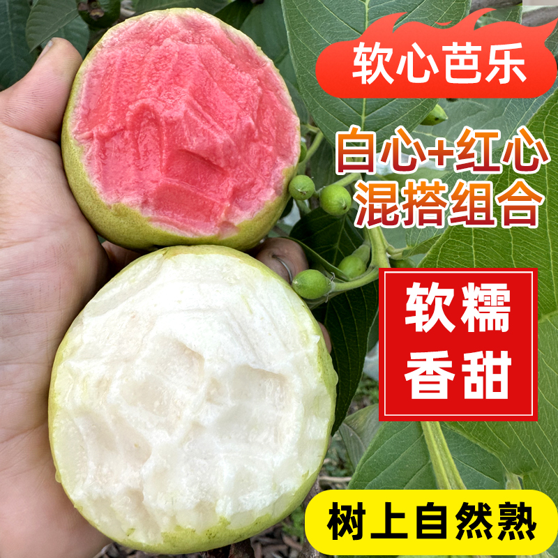 广西现货番石榴红白双拼组合奶油软糯香甜新鲜应季自然成熟芭乐果 - 图1