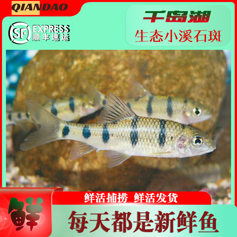 浙江杭州千岛湖溪石斑鱼天然无污染高优质自然生长新鲜味美非养殖