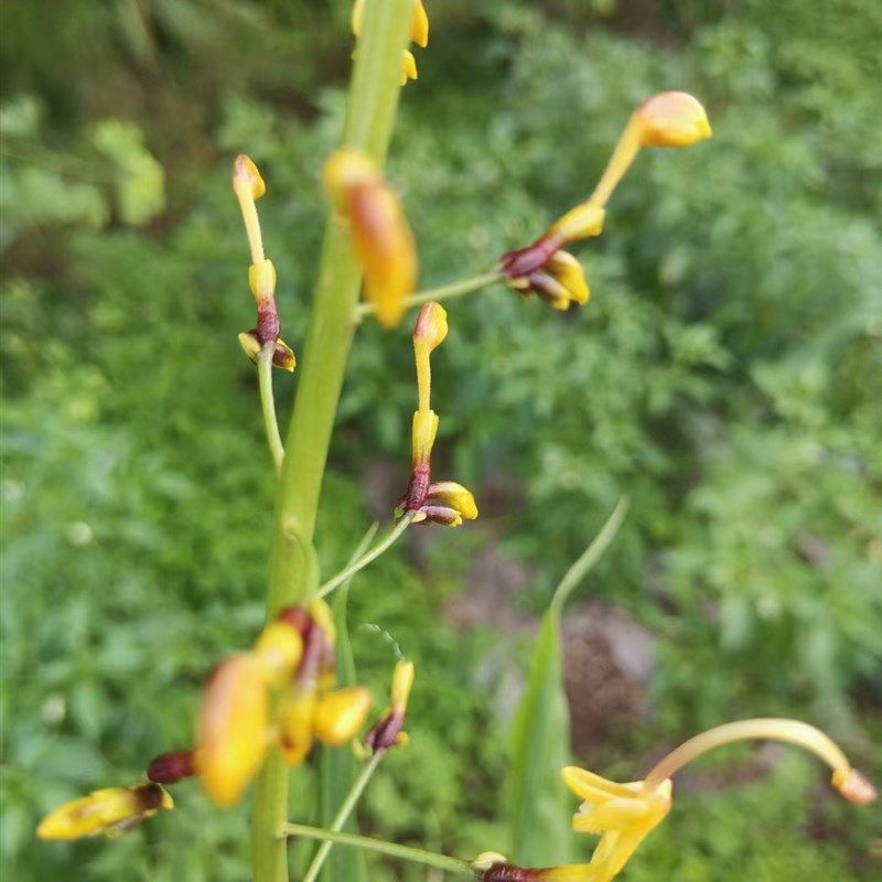 舞花姜,各种姜科植物盆栽农产品加工设备,淘宝优惠券,粉丝福利购,淘宝优惠卷