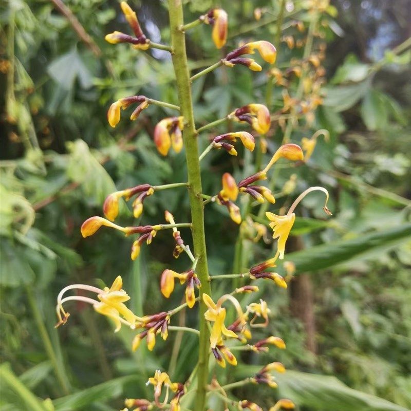 舞花姜,各种姜科植物盆栽农产品加工设备,淘宝优惠券,粉丝福利购,淘宝优惠卷