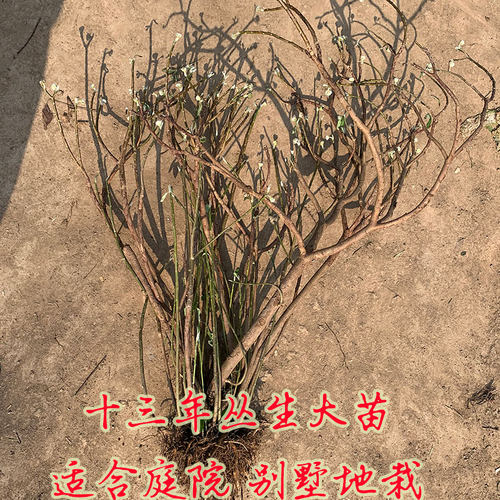 结香花苗梦花树苗金腰带打结花梦冬花浓香花卉庭院植物盆栽绿化苗 - 图2