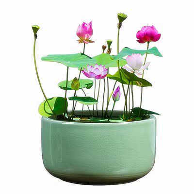 水培碗莲种藕小型荷花成品苗正宗碗莲根茎四季室内外睡莲水养花卉 - 图3