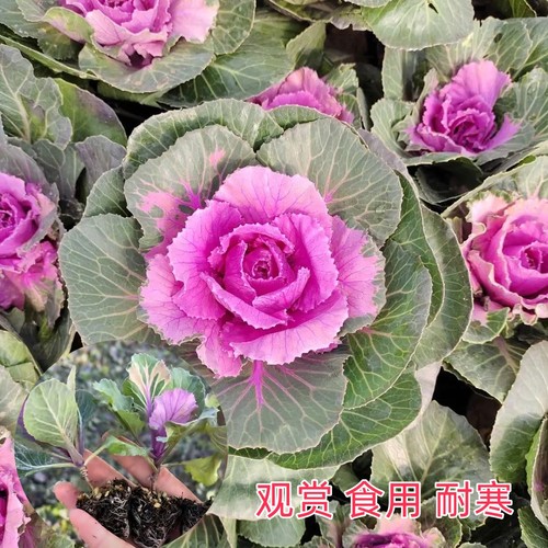 羽衣甘蓝苗秧苗观赏食用粉红青绿紫叶牡丹盆栽四季耐寒老桩盆景花 - 图1