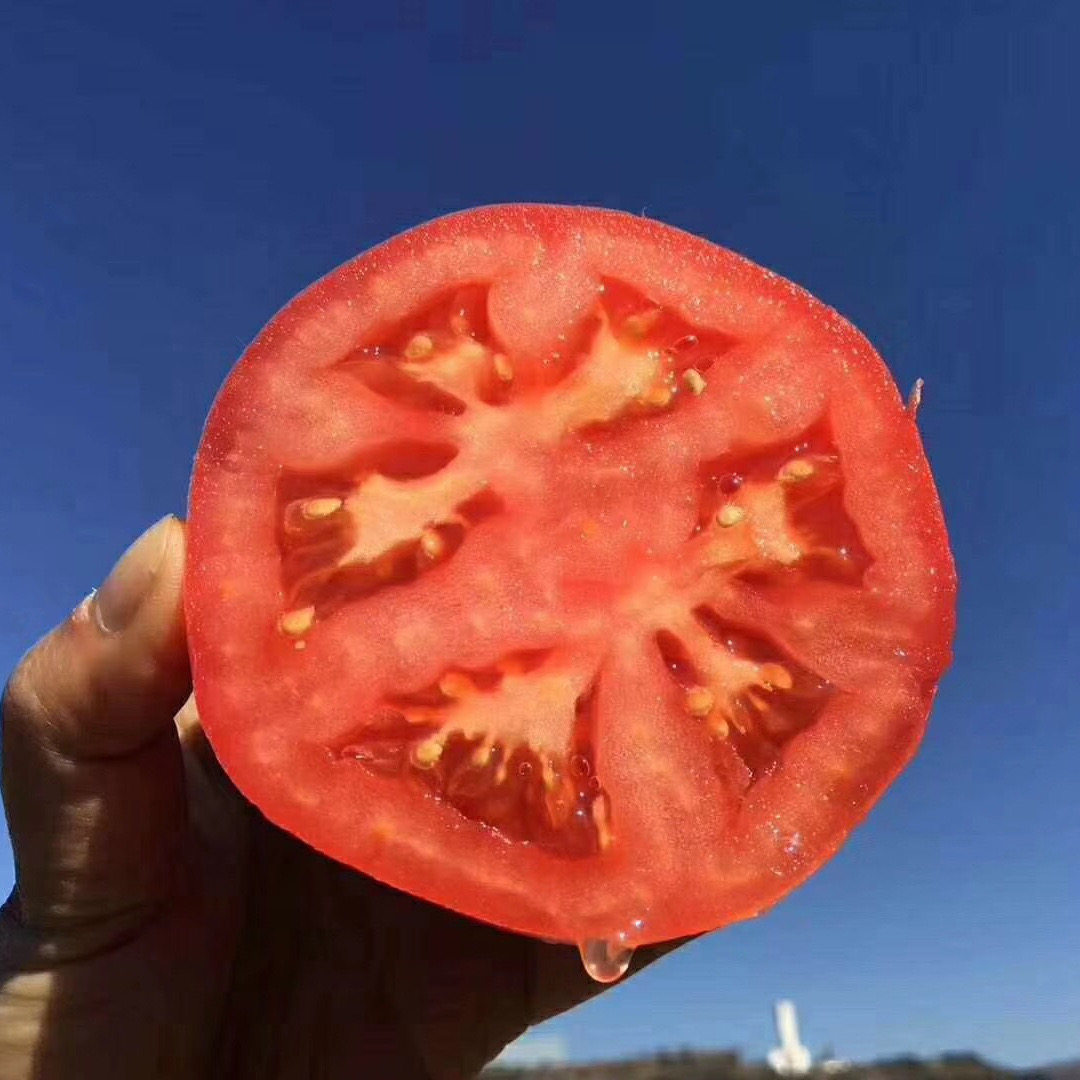正宗普罗旺斯西红柿新鲜陕西当季沙瓤自然熟生吃鲜水果大番茄蔬菜,淘宝优惠券,粉丝福利购,淘宝优惠卷