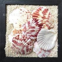 Shell Sea Snail Sea Star Raw Material Flat Scallop Bay Candle DIY Sticker Wall Fish Tank Accessories Microscape Pendulum