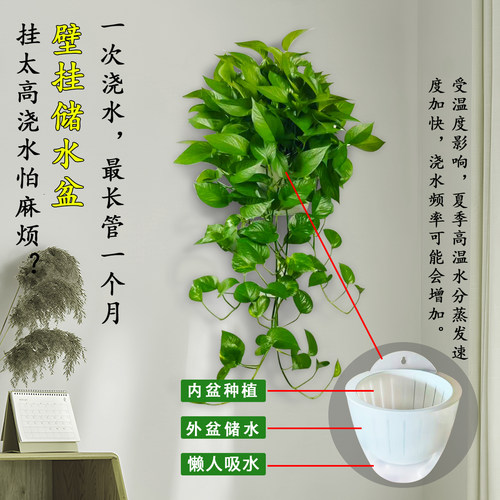 壁挂长藤绿萝办公室家里室内小植物绿箩除甲醛易养水培花卉吊兰 - 图2