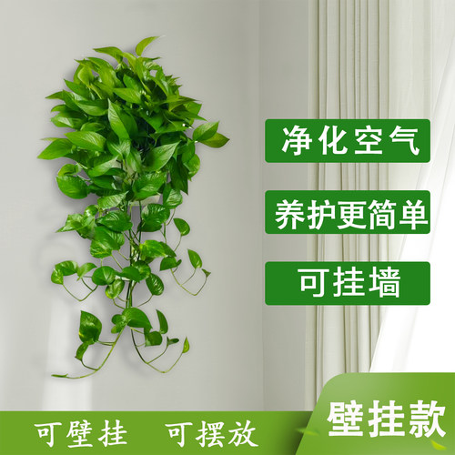 壁挂长藤绿萝办公室家里室内小植物绿箩除甲醛易养水培花卉吊兰 - 图3