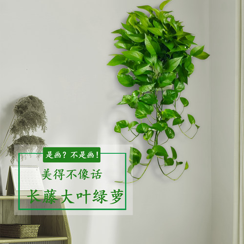 壁挂长藤绿萝办公室家里室内小植物绿箩除甲醛易养水培花卉吊兰 - 图0