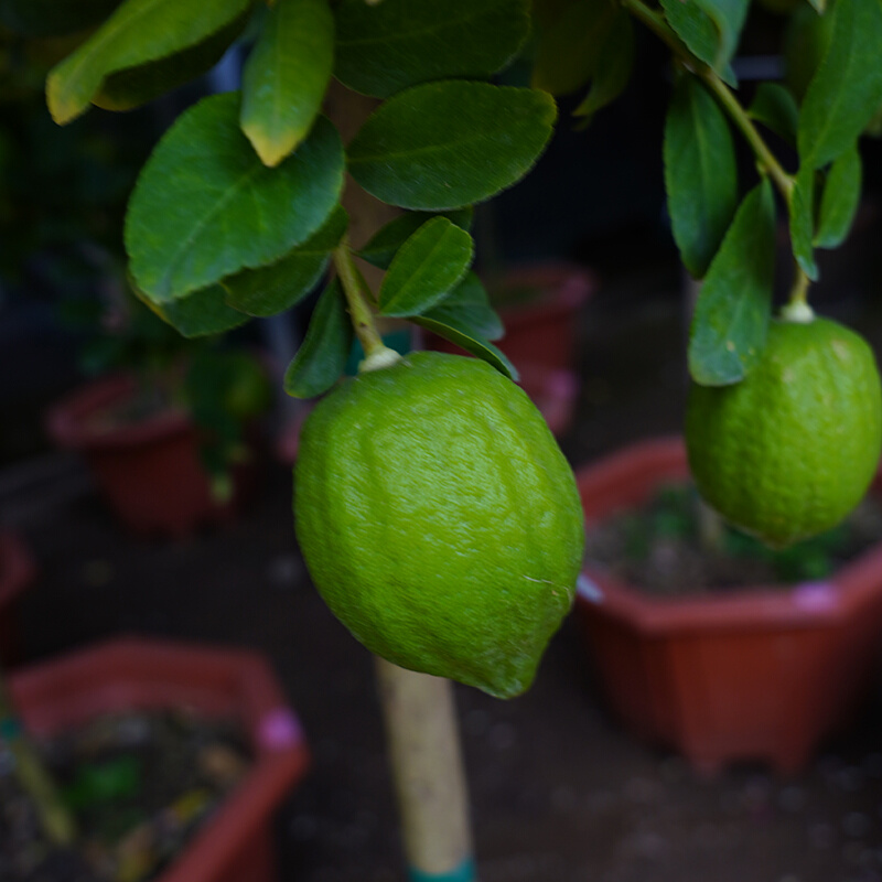 柠檬树绿植室内客厅大型植物阳台庭院北欧风好养易活香水柠檬盆栽-图2