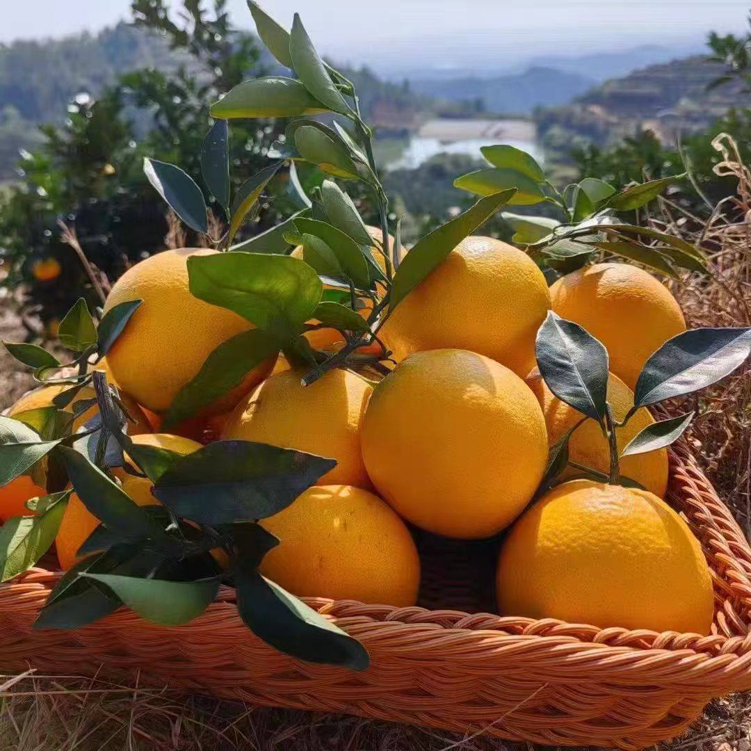 秭归伦晚脐橙新鲜水果橙子果园直发赣正南宗应当季整箱冰糖甜,淘宝优惠券,粉丝福利购,淘宝优惠卷