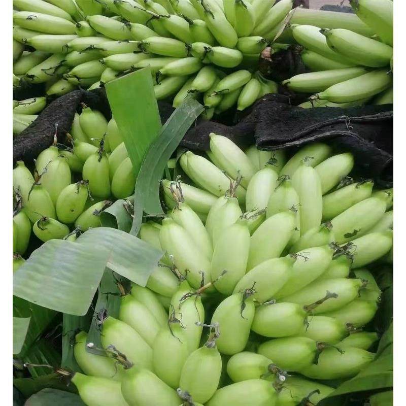 云南皇帝蕉香蕉banana帝王焦小米蕉9斤新鲜水果10自然熟整箱5,淘宝优惠券,粉丝福利购,淘宝优惠卷