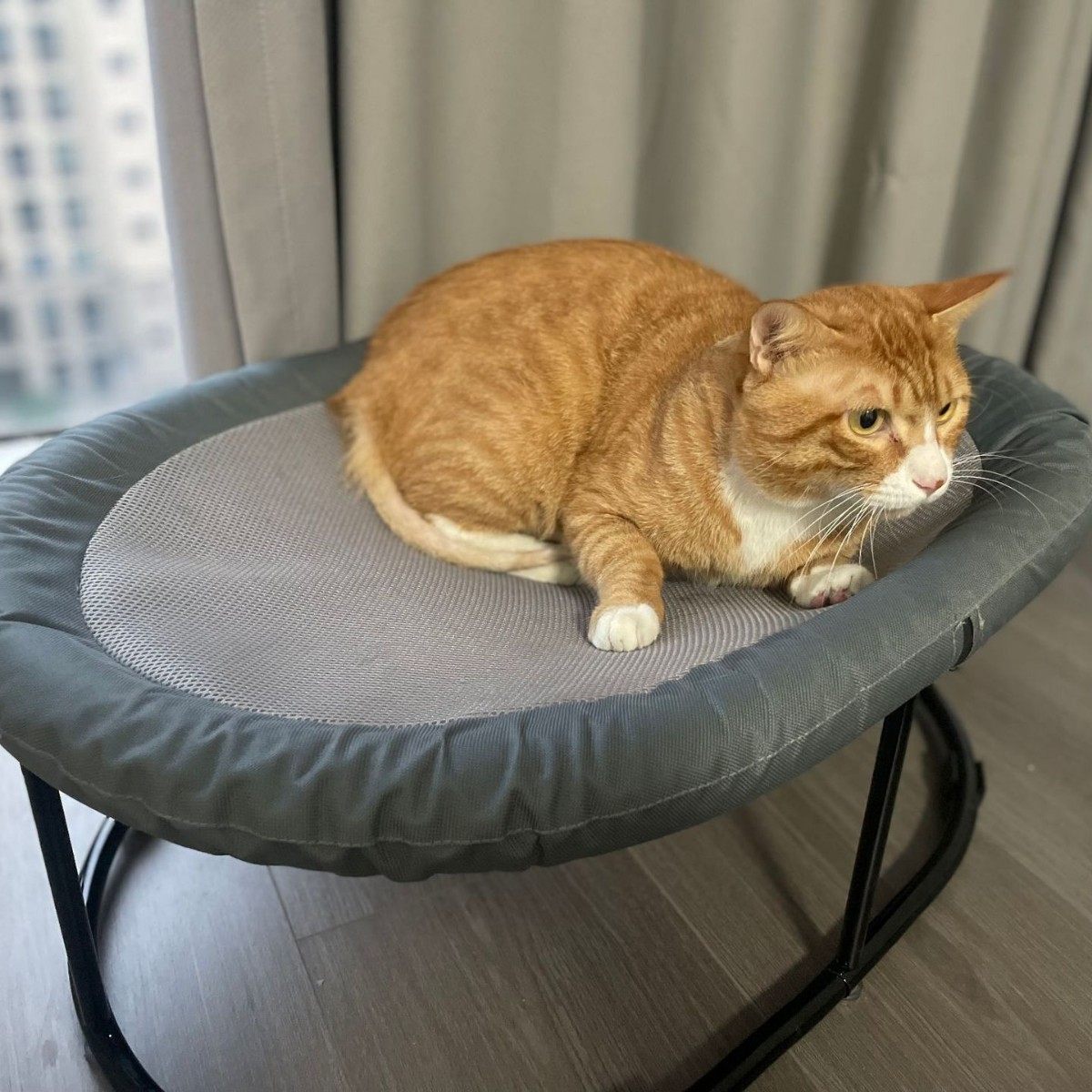 爆品猫窝猫床猫咪床保暖猫吊床四季离地宠物窝猫用品吊篮,淘宝优惠券,粉丝福利购,淘宝优惠卷