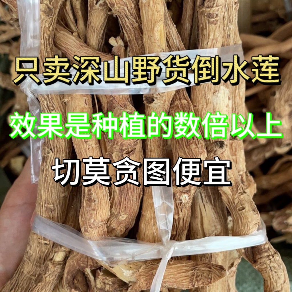 野生黄花倒水莲500g中药材整株观音串月子茶倒吊黄花参煲汤可切片 - 图0