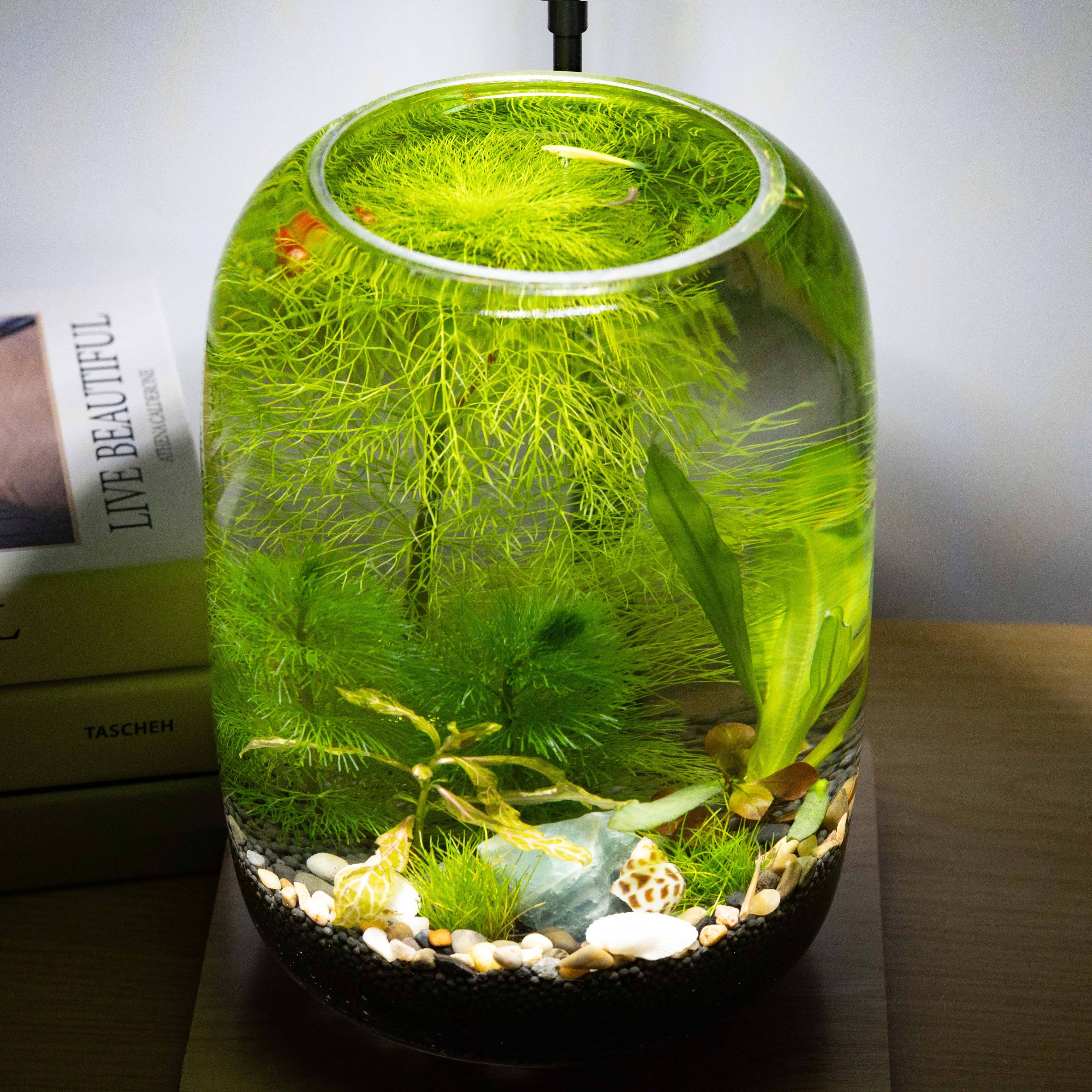 生态缸微景观生态缸水草小鱼鱼缸玻璃桌面虾办公室养鱼小鱼缸放松,淘宝优惠券,粉丝福利购,淘宝优惠卷