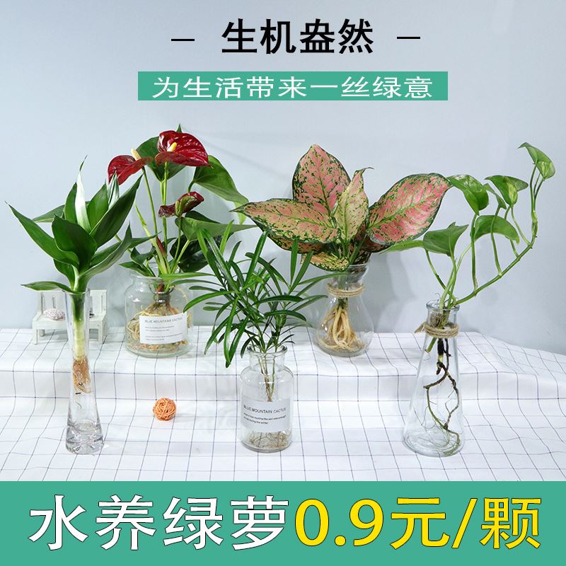 水养绿萝培植物室内绿箩盆栽鲜花卉发财树富贵竹白红掌水土生裸根-图1