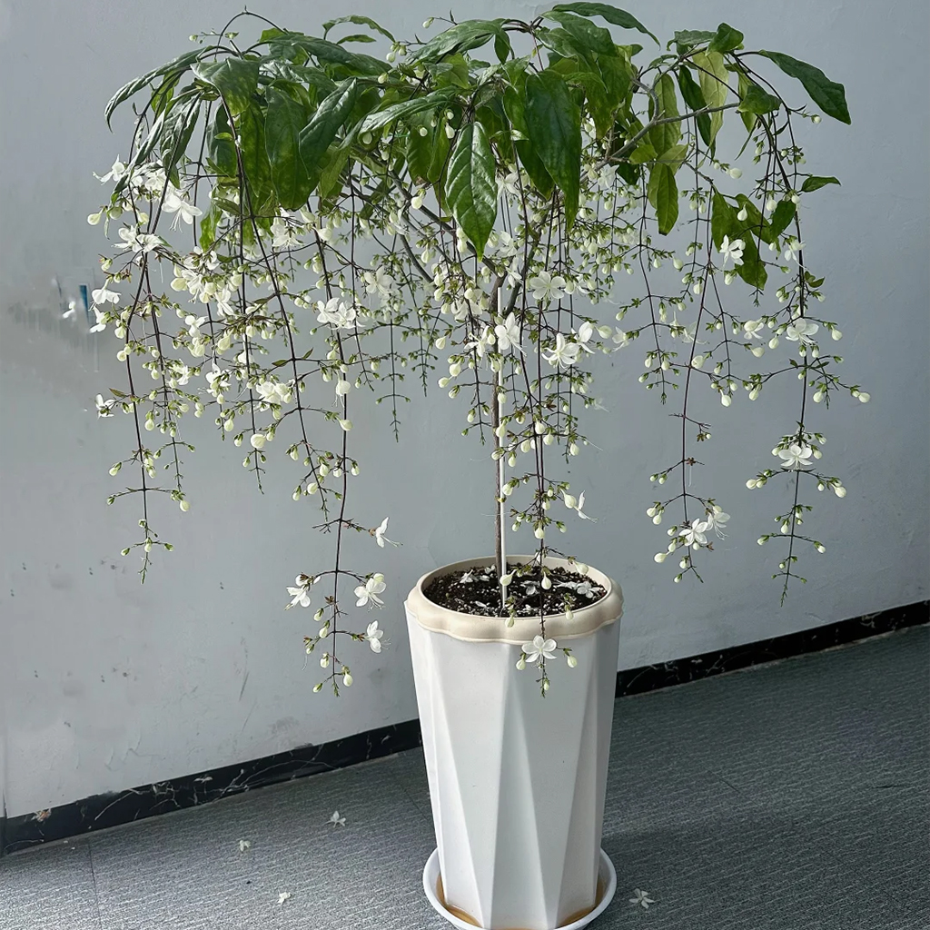 【两小时达】垂丝茉莉带花苞盆栽室内阳台垂钓生日开业乔迁送礼 - 图2