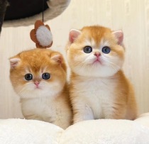 English Short Gold Asymptotic Silver Asymptotic Pure Breed Young Cat ny12 Blue Gold Asymptotic Living Cub Long Fur Pet Cat Living Things