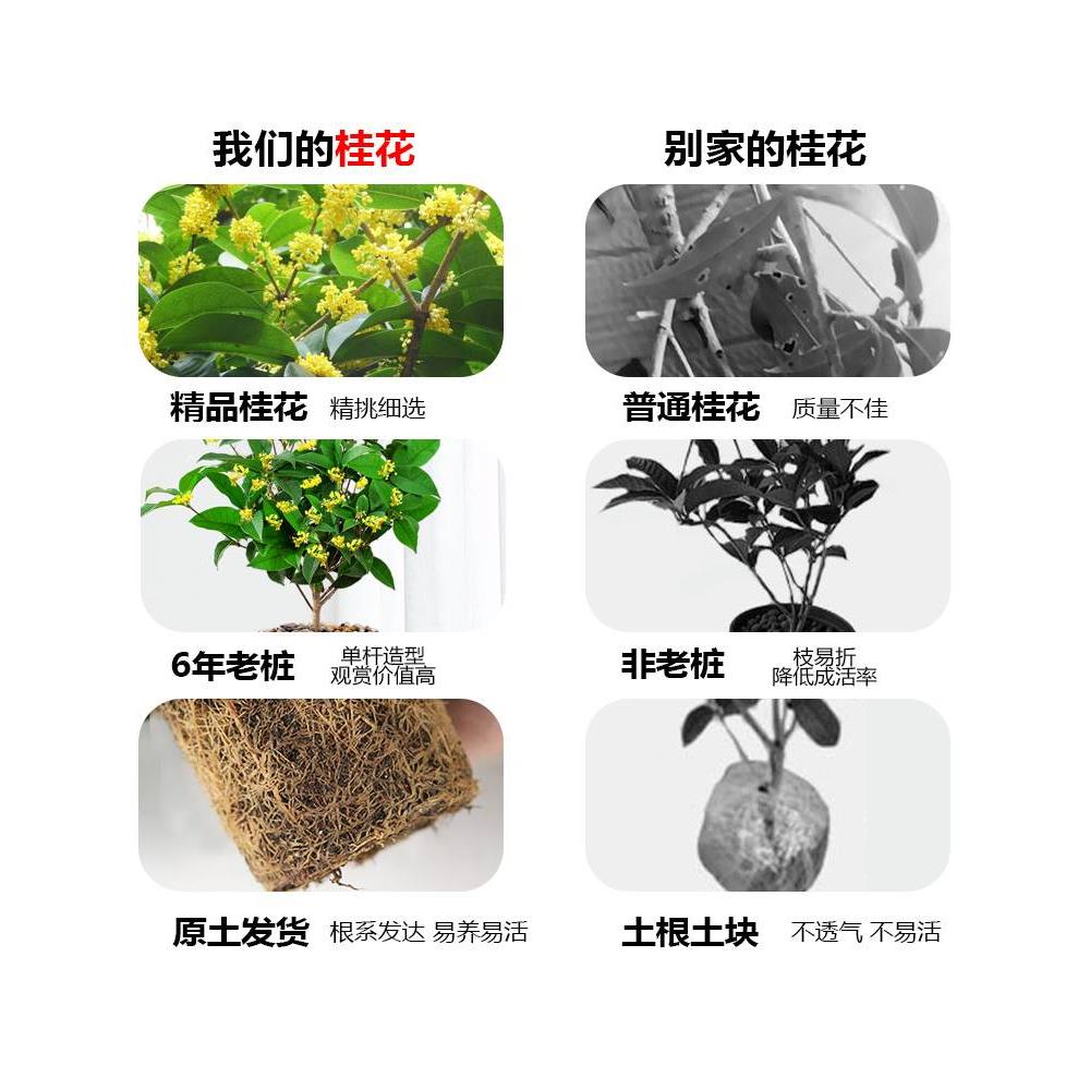 桂花盆栽树苗浓香型花卉金桂四季桂室内外阳台庭院开花盆栽 - 图1