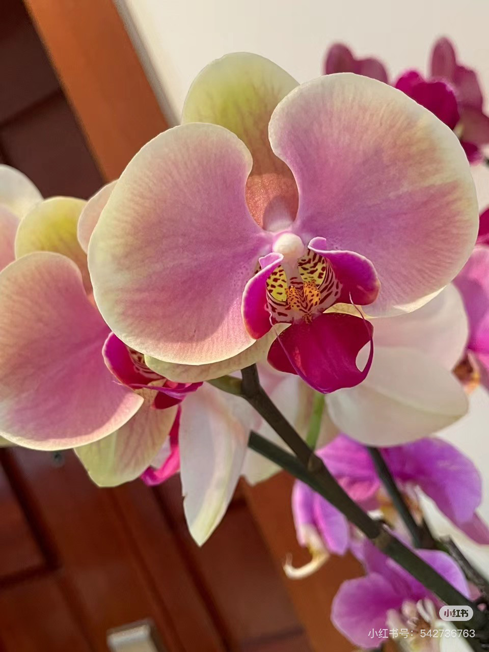 蝴蝶兰蒙娜丽莎2.8寸杯带花剑,淘宝优惠券,粉丝福利购,淘宝优惠卷