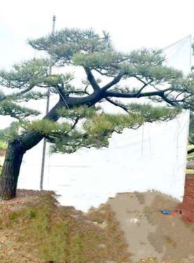 造型黑松10公分至30公分绿化精品庭院树规格齐全湖南基地直销