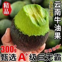 Yunnan Mengs domestic Haass cow oil fruit fresh fruit avocado giant No bully at first grade Big Fruit Shunfeng