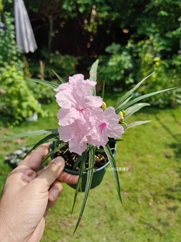 耐阴耐热 带花矮生翠芦莉盆栽 多年生 适合新手 庭院阳台花园 - 图3
