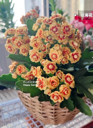 进口长寿花七彩重瓣变色龙马卡龙色阳台庭院开花不断植物盆栽 - 图2