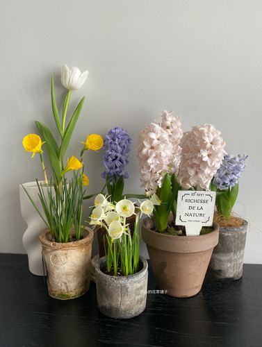 进口围裙水仙 可爱花朵 球根花卉开花多 耐寒多年生 庭院阳台花园 - 图2