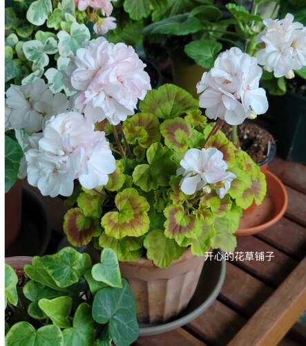 重瓣直立天竺葵盆栽苗带花苞洋绣球爆花好养阳台海棠庭院花卉 - 图2