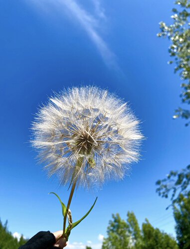 婆罗门参 巨型蒲公英Tragopogon pratensis 两年生花园植物 - 图0