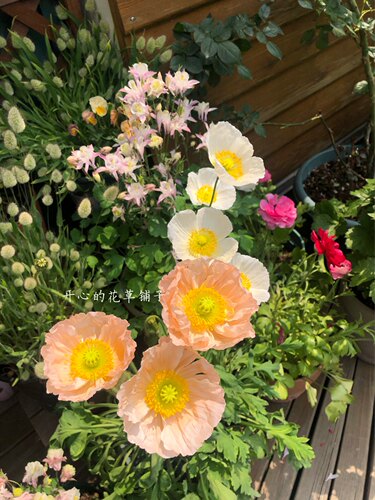 进口虞美人盆栽 灰雪莉珍珠贝母 耐寒 花园庭院花卉植物 春季开花 - 图0