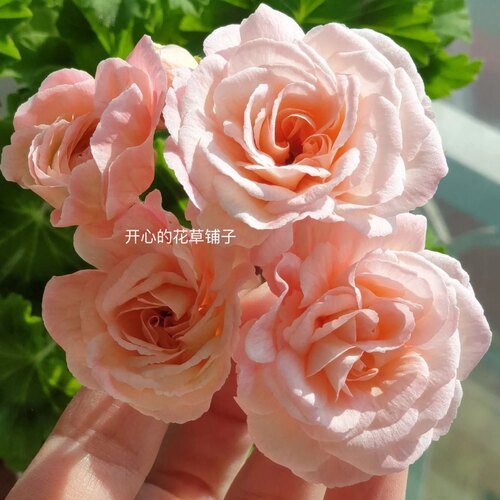 重瓣直立天竺葵盆栽苗带花苞洋绣球爆花好养阳台海棠庭院花卉 - 图0