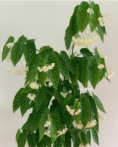 带花香！微风竹节秋海棠 耐热花叶美丽开花勤多年生 阳台室内客厅 - 图1