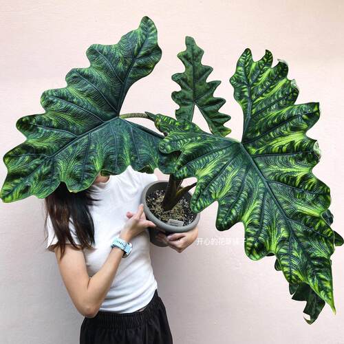 黑魔法海芋 Black Magic喜光照 阳台花园室内 适合新手夏季热植 - 图3