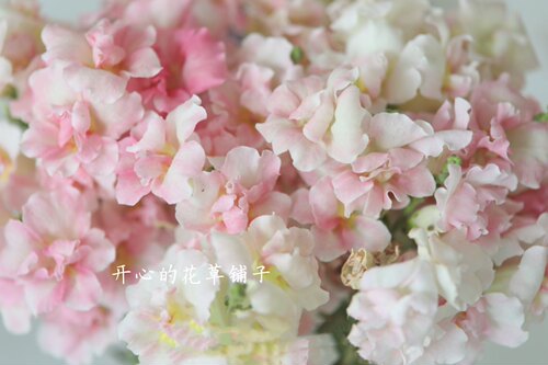 进口金鱼草盆栽 带花香 乙女星 苹果花 耐寒耐热 多年生 庭院阳台 - 图3