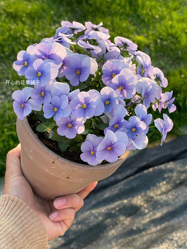 德国青花瓷大花角堇三色堇海蓝色耐寒庭院阳台花园开花多适合新手 - 图1