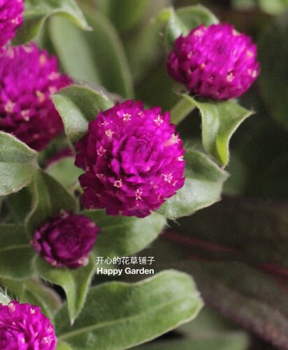 可爱小圆千日红盆栽 耐热耐旱 可做切花 庭院阳台室内 - 图3