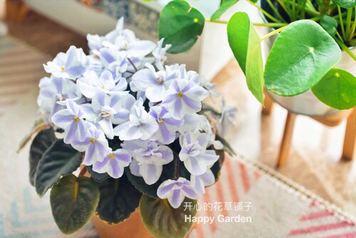进口非洲堇盆栽 花叶非洲堇 庭院花园客厅 花色多 耐阴耐热 - 图2