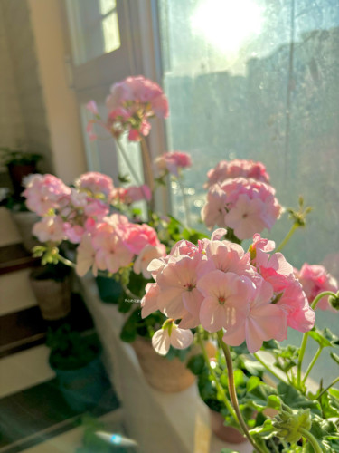 白至玫红苹果花天竺葵盆栽 多年生耐旱耐寒适合新手 庭院阳台花园 - 图2