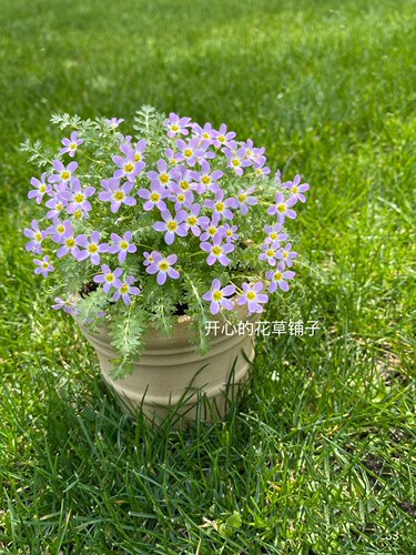 安徽羽叶报春 爆花能手 梦幻可爱庭院阳台 - 图0