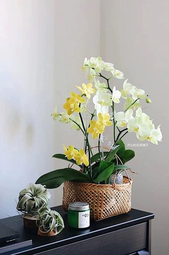 新年安祖蝴蝶兰盆栽带花 多年生 送人 适合新手 客厅阳台书房 - 图0