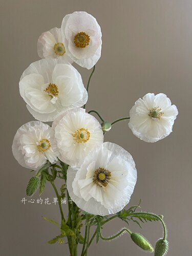 进口虞美人盆栽 灰雪莉珍珠贝母 耐寒 花园庭院花卉植物 春季开花 - 图1