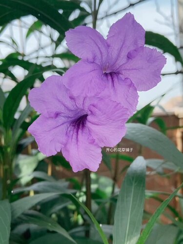 耐阴耐热 带花矮生翠芦莉盆栽 多年生 适合新手 庭院阳台花园 - 图2