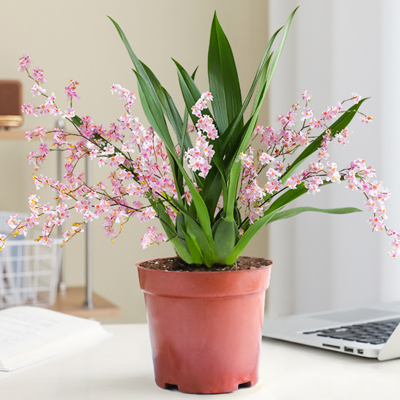 带花文心兰盆栽梦香兰带盆浓香型兰花桌面客厅室内花卉绿植好养,淘宝优惠券,粉丝福利购,淘宝优惠卷