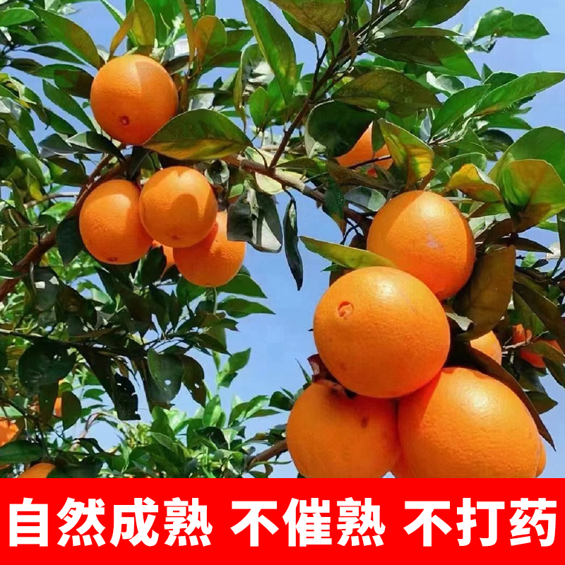 高山奉节脐橙橙子新鲜水果当季带箱5斤正宗精品大果彩箱10礼盒