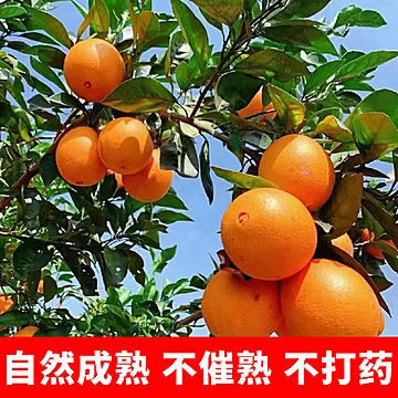 高山奉节脐橙中大果净重4.5斤[5元优惠券]-寻折猪