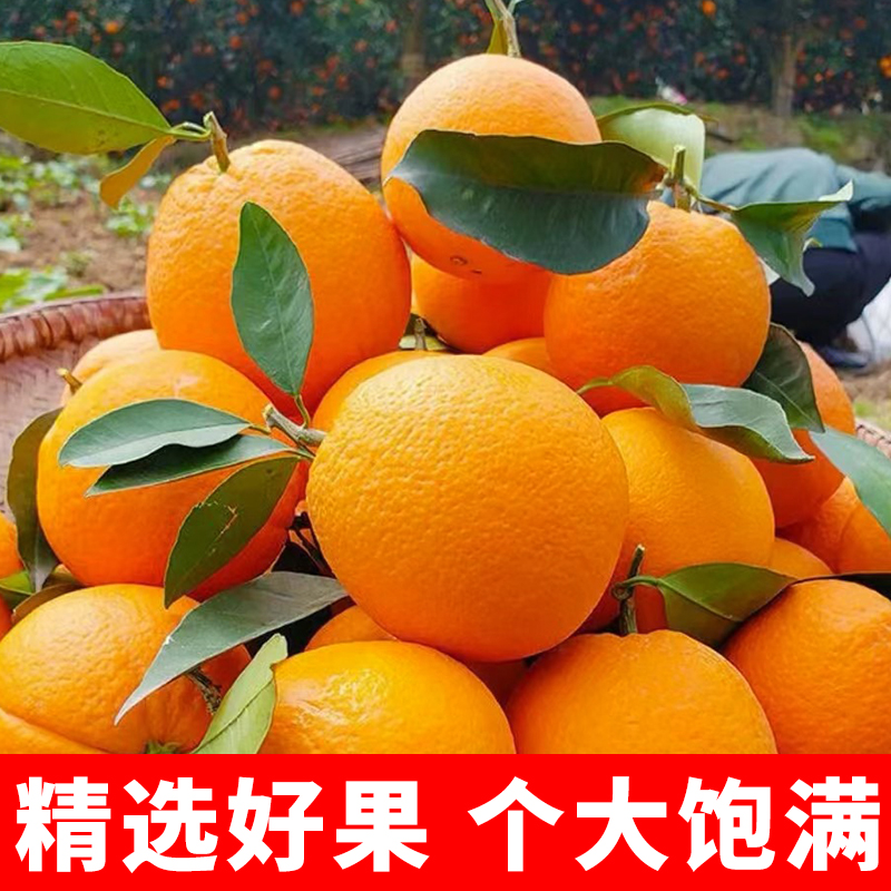 高山奉节脐橙橙子新鲜水果当季带箱5斤正宗精品大果彩箱10礼盒