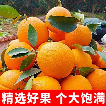 高山奉节脐橙中大果净重4.5斤[5元优惠券]-寻折猪
