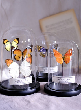 热销昆虫蝴蝶标本科普植物标本摆B件玻璃罩书房复古陈列防尘罩展